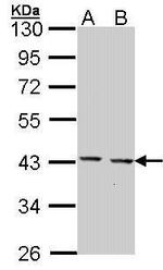 GULP1 Antibody in Western Blot (WB)