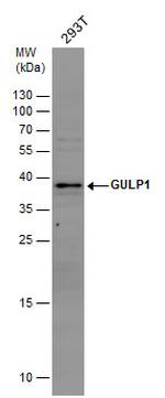 GULP1 Antibody in Western Blot (WB)