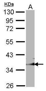 GULP1 Antibody in Western Blot (WB)