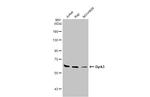 DYRK3 Antibody in Western Blot (WB)