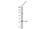 DYRK3 Antibody in Western Blot (WB)