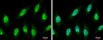 NUP62 Antibody in Immunocytochemistry (ICC/IF)