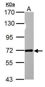 NUP62 Antibody in Western Blot (WB)