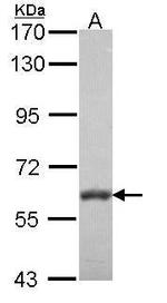 VAM1 Antibody in Western Blot (WB)