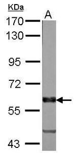 VAM1 Antibody in Western Blot (WB)