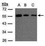 ORP2 Antibody in Western Blot (WB)