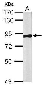 VPS35 Antibody in Western Blot (WB)