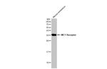 MC1R Antibody in Western Blot (WB)