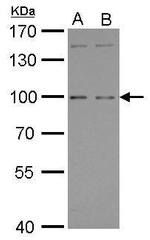 GPRC6A Antibody in Western Blot (WB)