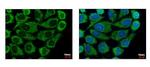 COX6B1 Antibody in Immunocytochemistry (ICC/IF)