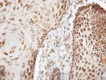 COX6B1 Antibody in Immunohistochemistry (Paraffin) (IHC (P))