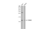 COX6B1 Antibody in Western Blot (WB)