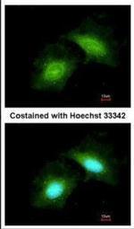 GADD45G Antibody in Immunocytochemistry (ICC/IF)