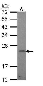 GADD45G Antibody in Western Blot (WB)