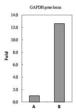 Histone H2A.Z Antibody in ChIP Assay (ChIP)