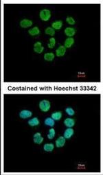 Histone H2A.Z Antibody in Immunocytochemistry (ICC/IF)