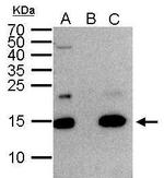Histone H2A.Z Antibody in Immunoprecipitation (IP)