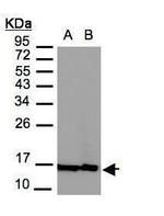 Histone H2A.Z Antibody in Western Blot (WB)