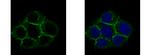 Caveolin 2 Antibody in Immunocytochemistry (ICC/IF)