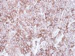 Caveolin 2 Antibody in Immunohistochemistry (Paraffin) (IHC (P))