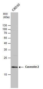 Caveolin 2 Antibody in Western Blot (WB)