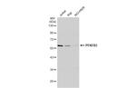 PFKFB3 Antibody in Western Blot (WB)