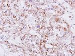 Activin A Antibody in Immunohistochemistry (Paraffin) (IHC (P))