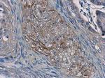 IL24 Antibody in Immunohistochemistry (Paraffin) (IHC (P))