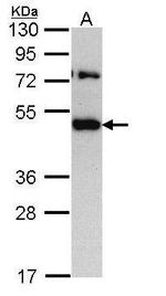 TRAM1 Antibody in Western Blot (WB)