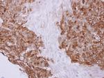 Profilin 2 Antibody in Immunohistochemistry (Paraffin) (IHC (P))