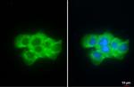 Fibrinogen gamma Antibody in Immunocytochemistry (ICC/IF)