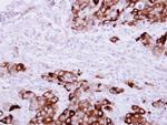 Fibrinogen gamma Antibody in Immunohistochemistry (Paraffin) (IHC (P))