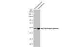 Fibrinogen gamma Antibody in Western Blot (WB)