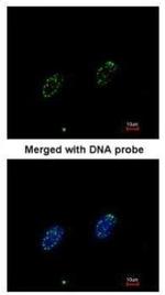 RPA70 Antibody in Immunocytochemistry (ICC/IF)