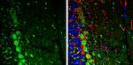 Njmu-R1 Antibody in Immunohistochemistry (Frozen) (IHC (F))