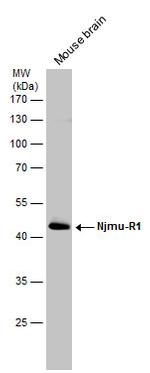 Njmu-R1 Antibody in Western Blot (WB)