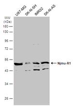 Njmu-R1 Antibody in Western Blot (WB)