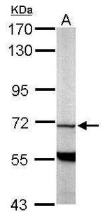 PDE9A Antibody in Western Blot (WB)