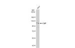 CtIP Antibody in Western Blot (WB)