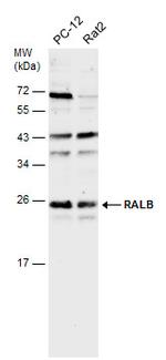 RALB Antibody in Western Blot (WB)