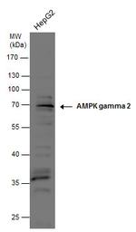 AMPK gamma-2 Antibody in Western Blot (WB)