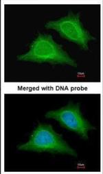 AMPK gamma-2 Antibody in Immunocytochemistry (ICC/IF)