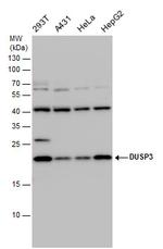 DUSP3 Antibody in Western Blot (WB)