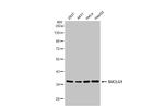 SUCLG1 Antibody in Western Blot (WB)