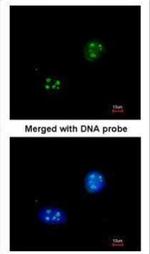 NHP2L1 Antibody in Immunocytochemistry (ICC/IF)