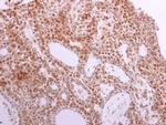 MST1 (STK4) Antibody in Immunohistochemistry (Paraffin) (IHC (P))