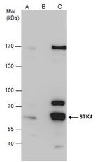 MST1 (STK4) Antibody in Immunoprecipitation (IP)