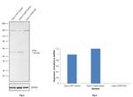 MST1 (STK4) Antibody