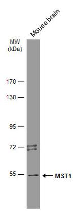 MST1 (STK4) Antibody in Western Blot (WB)