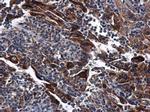 DNase I Antibody in Immunohistochemistry (Paraffin) (IHC (P))